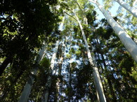 Deštný prales na australském ostrově Fraser