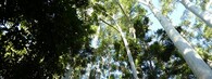 Deštný prales na australském ostrově Fraser