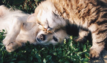 Japonští a britští vědci v letech 2015 a 2016 prokázali, že psi a kočky vylučují oxytocin, hormon lásky a důvěry, stejně jako lidé. Když psa jeho majitel chválí a laská, může úroveň oxytocinu u psa stoupnout až o 57 procent. U šelem to je jen 12 procent. / Ilustrační foto