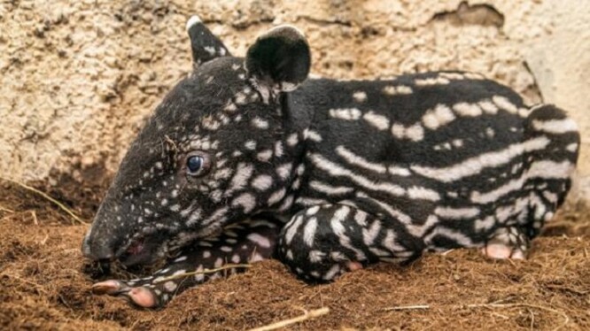 V pražské zoo včera pokřtili týdenní mládě tapíra čabrakového.