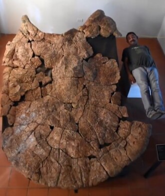 Zkamenělina obří želvy Stupendemys geographicus.