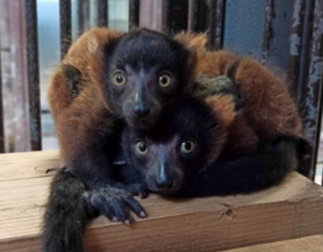 Dvojčata vari červeného se narodila 6. března v děčínské zoologické zahradě.