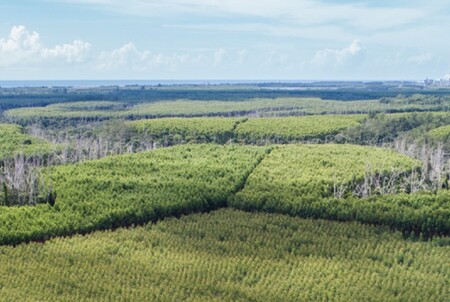 Největší světový producent dřevní (eukalyptové) buničiny, brazilská společnost Fibria, byla obviněna z toho, že necíleně nahrazuje surovinu materiálem získaným z lesních plantáží.