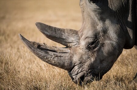 Badatelé z univerzit v Oxfordu a čínského Fudanu přišli s ekonomicky nenáročnou metodou, jak z koňských žíní vyrábět nerozpoznatelnou napodobeninu nosorožčích rohů. Chtějí s nimi zaplavit trh s tradiční čínskou medicínou, kvůli které jsou nosorožci loveni pytláky. / Ilustrační foto
