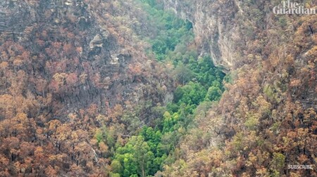 Australským hasičům se podařilo před lesním požárem zachránit skupinu kriticky ohrožených prehistorických stromů, které ve volné přírodě rostou na jediném místě na světě ve státě Nový Jižní Wales.