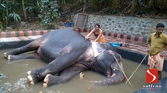 Sloní lázeň v Indii.