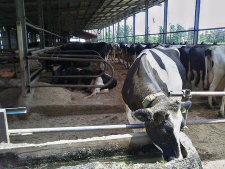 Oblast kdysi bývala zemědělským rájem s více než 3500 kusy dobytka a dalších domácích zvířat. Farmáři, kteří odmítli uposlechnout vládní nařízení pozabíjet své krávy, dál krmí a pečují o asi 200 zvířat. Stádo ale není chováno k využití v potravinářském průmyslu; nyní slouží vědě. Ilustrační snímek fukušimského stáda.
