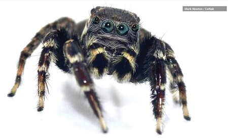 Skákavý pavouk jotus karllagerfeldi je velký pět až osm milimetrů. Badatelé jej objevili poblíž jezera Broadwater v australském státě Queensland.