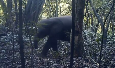 Tým českých vědců v neděli odlétá do Konga mapovat populaci zvířat v pralese na jeho severozápadní hranici s Gabonem. Míří do oblasti, která je dosud divočinou, v budoucnu však do ní vstoupí těžaři dřeva. / Ilustrační foto