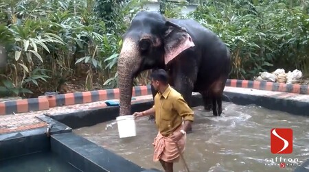 V indickém státě Tamilnád zřídili ozdravný tábor po slony chované v zajetí. Několik týdnů v roce se ocitají na prostorném zalesněném pozemku a dostává se jim veškeré péče včetně koupelí dvakrát denně a potravy v podobě směsi semínek, ovoce, zeleniny a vitamínů.