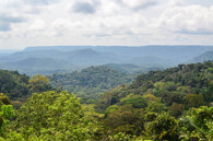 Prales v Gabonu