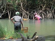 Mangrovy v Gabonu