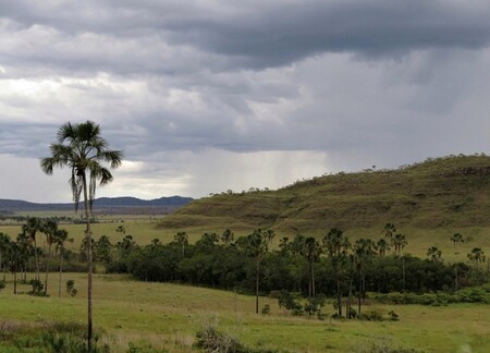 Cerrado. Jihoamerická savana, která se od té africké liší nejen složením vegetace, ale také vyšší vlhkostí.