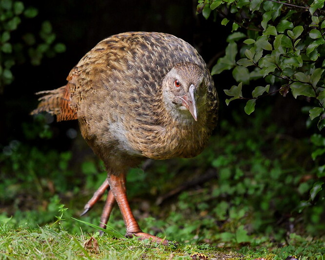 Chřástal weka. Chřástal weka.