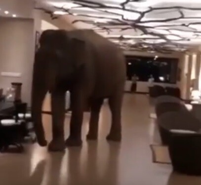 Do národního parku Yala na Srí Lance návštěvníci jezdí na safari, aby spatřili divoká zvířata ve volné přírodě. Když se ubytují v luxusním hotelu Jetwing Yala, nečekají slona na chodbě před svým pokojem.