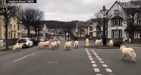 Do velšského města Llandudna sestoupily kozy z hor Great Orme.