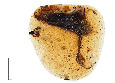 V Barmě objevili zkamenělé pozůstatky ptáka, který žil před 99 miliony let a měl bizarně dlouhý třetí prst.