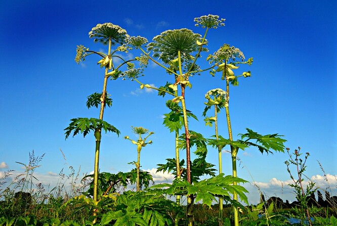 Bolševník velkolepý, jedna z nejvytrvalejších invazních rostlin na českém území.
