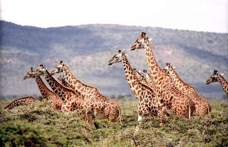 Globální obchod s žirafími trofejemi a částmi jejich těl zatím může nerušeně pokračovat, protože tento druh není chráněný na základě Úmluvy o mezinárodním obchodu s ohroženými druhy volně žijících živočichů a rostlin (CITES). / Ilustrační foto