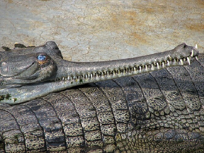 Tři kriticky ohrožení gaviálové indičtí byli zabiti v národním parku Čitvan. / Ilustrační foto