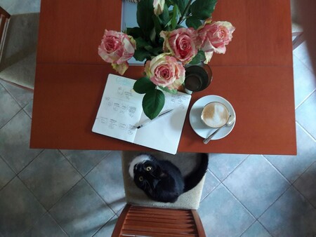 Nová kavárna, kde je možné adoptovat kočky, funguje v Liberci.