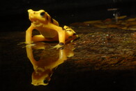 Zlatá panamská žába