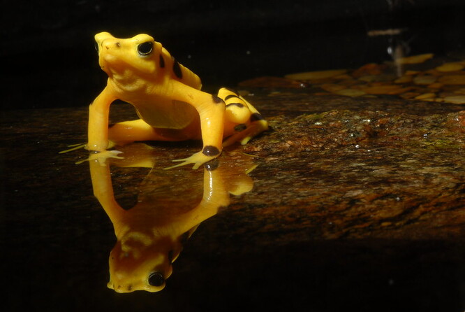 Už 11 let nebyla žádná zlatá žába, ačkoli je v Panamě původním druhem, pozorována ve svém přirozeném prostředí. Většina z nich, asi 1500, je v zoologických zahradách ve Spojených státech, s cílem zajistit jejich reprodukci.