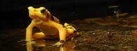 Zlatá panamská žába