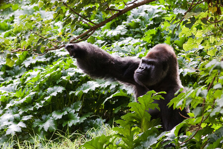 Nárůst přítomných jedinců o 26 % může vypadat jako úspěch, přesto je ale kriticky ohrožených goril horských v pohoří masivu Virunga jen okolo 480 exemplářů.