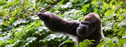 Podle výsledků monitoringu se populace goril horských oproti roku 2003 mírně zvýšila. Richard Ashurst / Flickr.com
