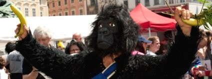 Běžec v masce gorily. Foto: Běh pro gorily Běžec v masce gorily. Foto: Běh pro gorily