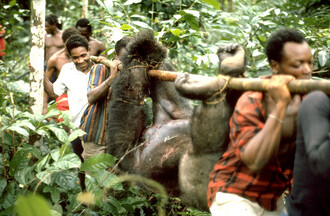 Gorily jsou loveny pro maso. Snímek je z Kamerunu