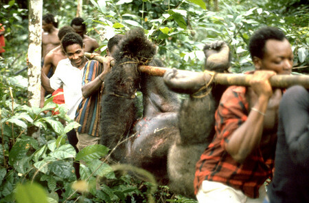 Hlavní důvody, proč gorily mizí, jsou pochopitelně pytláctví a lov pro maso (bushmeat). Hnacím motorem lovu a pytláctví je ale těžba vzácných kovů v pralesích. Dělníci prostě potřebují něco jíst.