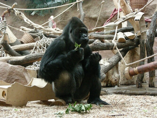 Pražská zoo chová gorily nížinné od roku 1963.