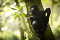 Gorila v parku Virunga