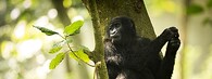 Gorila v parku Virunga