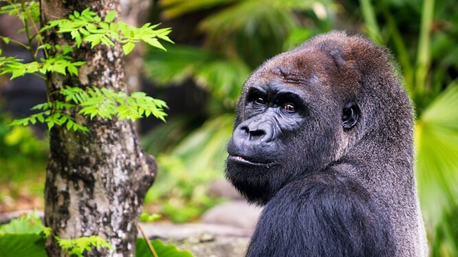 Z konkrétních druhů zpráva zmiňuje například ohrožené gorily nížinné, jejichž populace se zmenšila o 69 procent.