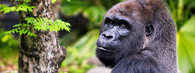 gorila nížinná