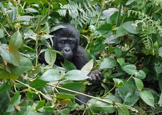Gorily horské jsou kriticky ohroženým druhem.