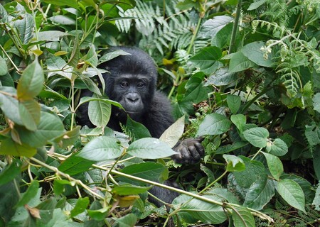 Odhaduje se, že v Kongu žije posledních 200 goril horských (na obrázku), populace šimpanzů bonobo se odhaduje na několik tisíc jedinců.