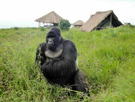 Vozidlo s turisty bylo přepadeno severně od města Goma v národním parku Virunga v oblasti známé výskytem horských goril. Dva britští turisté a jejich řidič byli v pátek uneseni a jeden pracovník parku zabit. / Na snímku gorila horská v národním parku Virunga