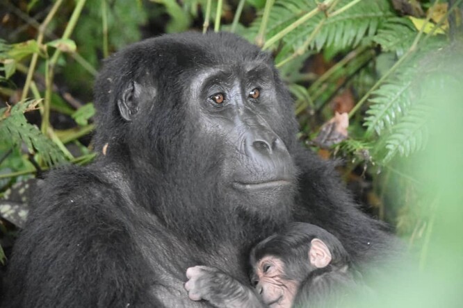 Pět gorilek, které přibyly v šesti týdnech, náleží k různým rodinám.