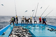 lov tuňáků na udici