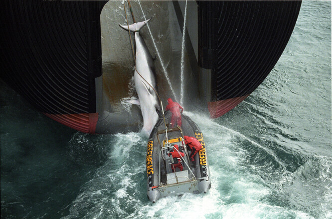 Lodě Greenpeace konfrontovaly velrybářské flotily, které dostaly populace některých druhů velryb na pokraj vyhynutí. V roce 1982 schválila Mezinárodní velrybářská komise zákaz komerčního lovu velryb.