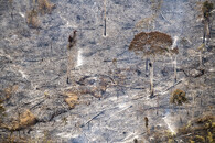 vypálený Amazonský prales