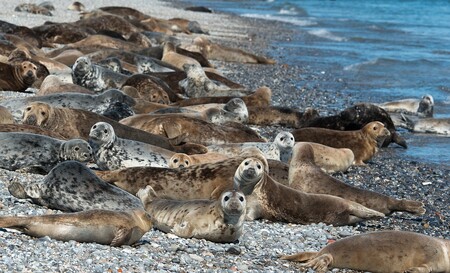 Každoročně mezi listopadem a lednem je duna Helgolandu přeplněná tuleni, kteří se sem přicházejí rozmnožovat. / Ilustrační foto