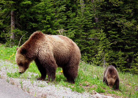 Medvědi grizzly budou vyřazeni ze seznamu druhů chráněných federálním zákonem a pravomoci týkající se nakládání s nimi přejdou na státy, na jejichž území se Yellowstone a medvědí revíry v jeho okolí nachází: Wyoming, Montana a Idaho.
