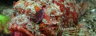 Ropušnice (Scorpionfish)