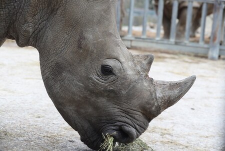 Zoologická zahrada ve Dvoře Králové nad Labem na Trutnovsku získala z Francie na posílení chovu nosorožců bílých jižních tříletou samici.