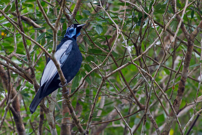 Kotinga nahokrká. Kotinga nahokrká.